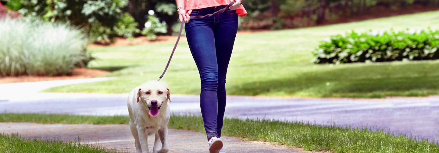 Sidewalker leash clearance trainer