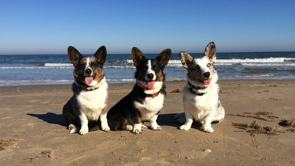 can dogs swim with invisible fence collar