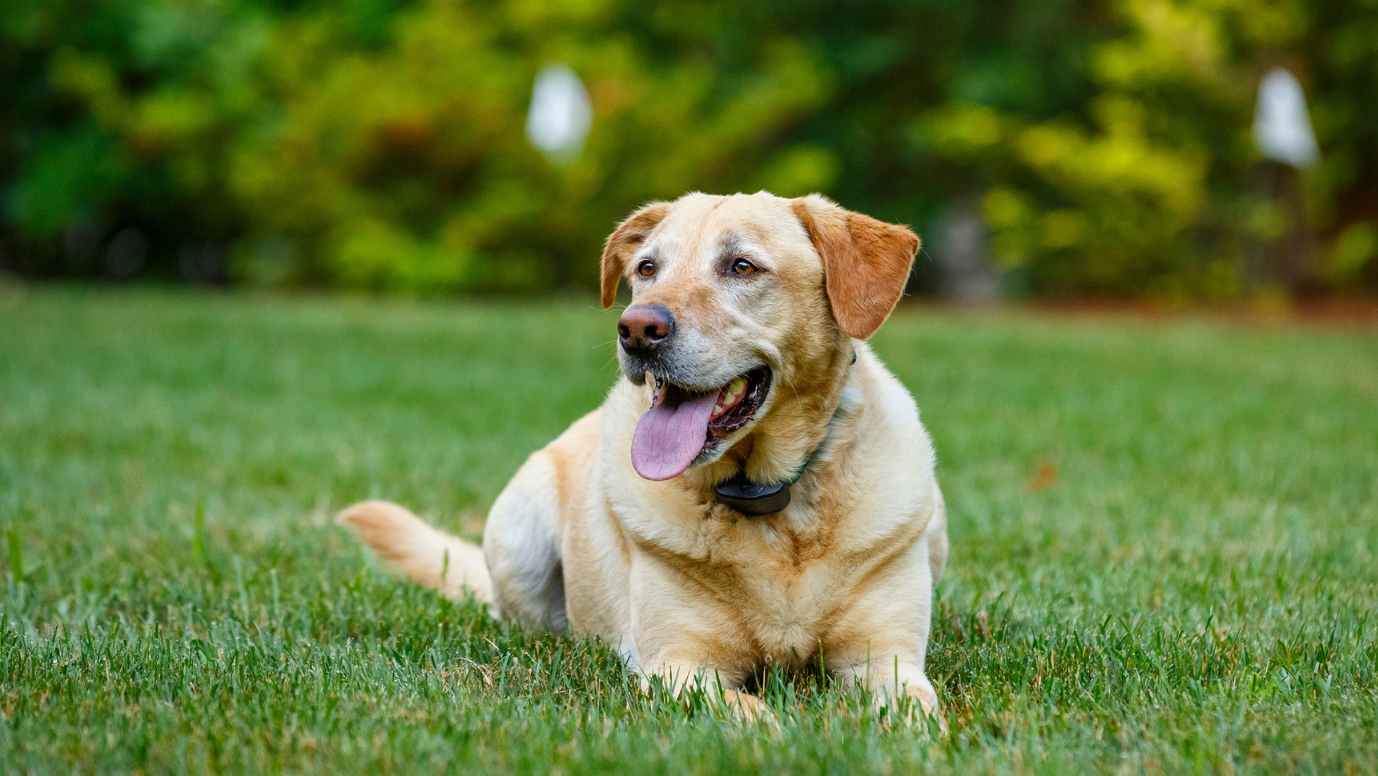 Invisible dog fence 2025 collar blinking green light