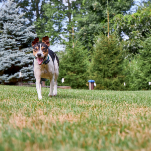 Happy dog running, Why You Should Upgrade from An Invisible Fence® To A DogWatch® Hidden Fence