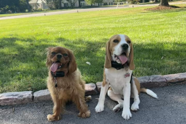 Gus the Cavalier and Peppy the Beagle